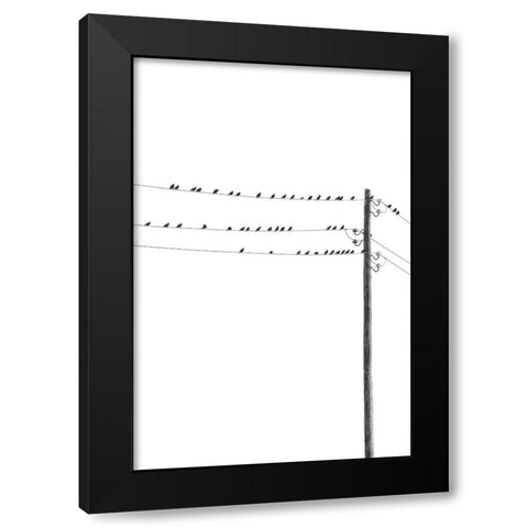 Birds on Wires Black Modern Wood Framed Art Print with Double Matting by Incado