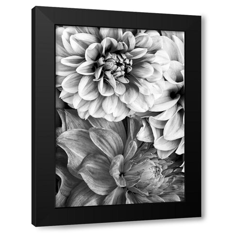 B And W Flower 2 Black Modern Wood Framed Art Print with Double Matting by Incado