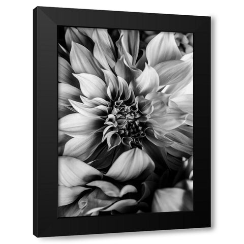 B And W Flower 4 Black Modern Wood Framed Art Print with Double Matting by Incado