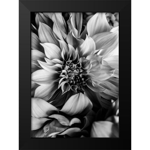B And W Flower 4 Black Modern Wood Framed Art Print by Incado
