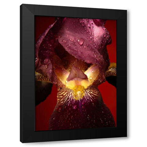 Red Flower Black Modern Wood Framed Art Print with Double Matting by Incado