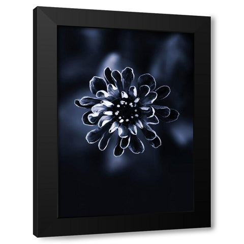 Flower Bloom 2 Black Modern Wood Framed Art Print with Double Matting by Incado