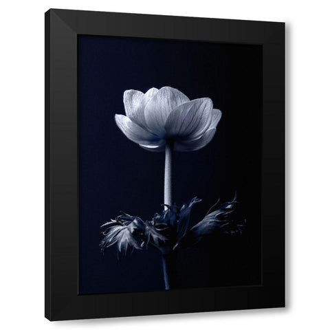 Single Flower Black Modern Wood Framed Art Print by Incado