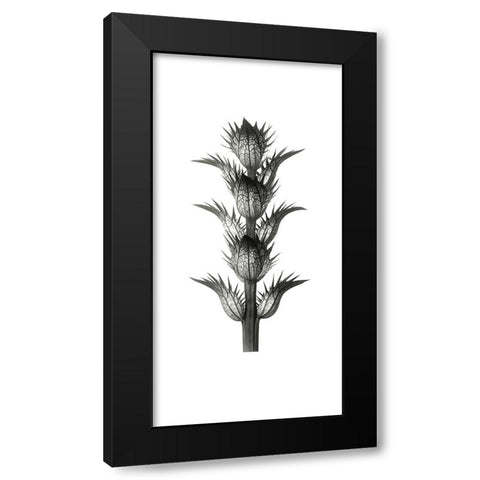 Blossfeldt Botanical No. 1 Black Modern Wood Framed Art Print by Incado