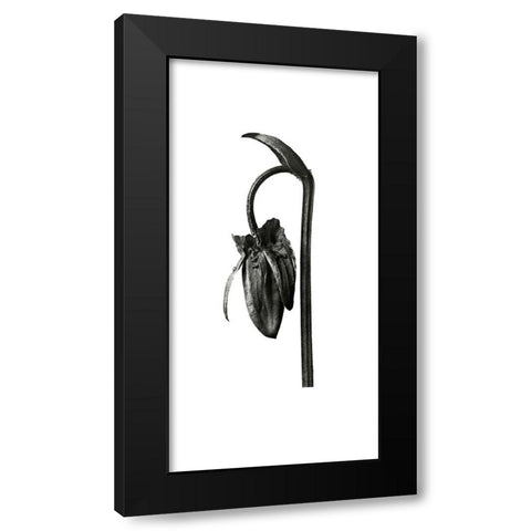 Blossfeldt Botanical No. 2 Black Modern Wood Framed Art Print by Incado