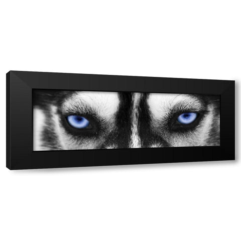 Husky Black Modern Wood Framed Art Print by PhotoINC Studio