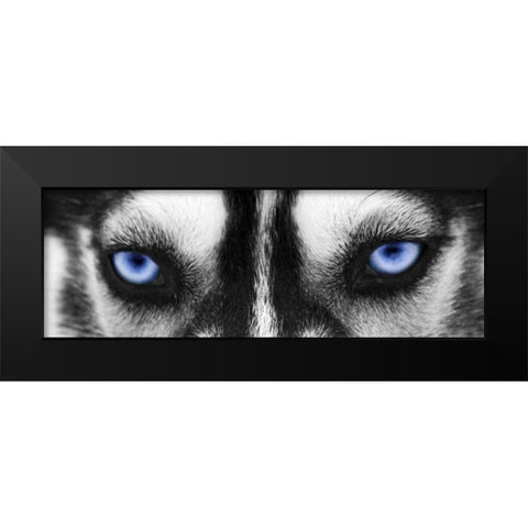 Husky Black Modern Wood Framed Art Print by PhotoINC Studio
