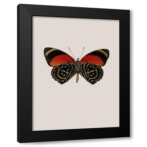 Agrias amydon Black Modern Wood Framed Art Print by Incado