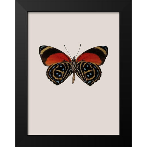 Agrias amydon Black Modern Wood Framed Art Print by Incado