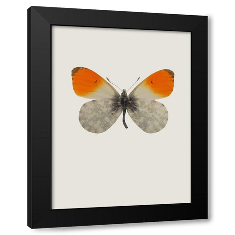 Agrias amydon Black Modern Wood Framed Art Print with Double Matting by Incado