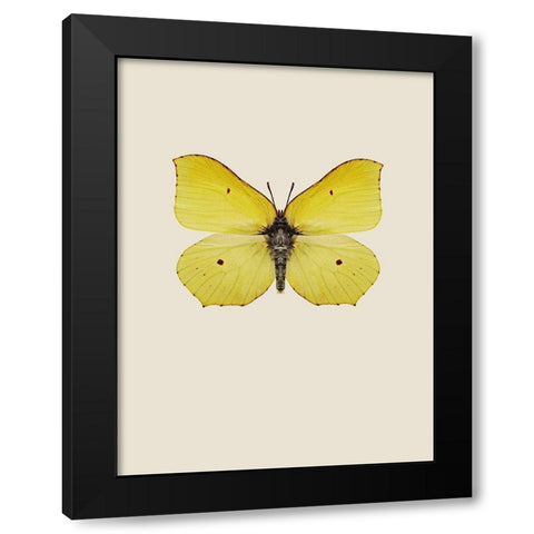 Gonepteryx rhamni Black Modern Wood Framed Art Print with Double Matting by Incado