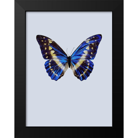 Blue Butterfly Black Modern Wood Framed Art Print by Incado