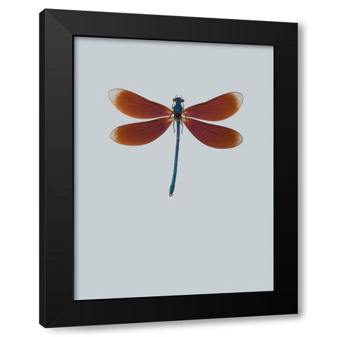 Dragonfly II Black Modern Wood Framed Art Print with Double Matting by Incado
