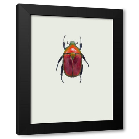 Torynorrhina Flammea Black Modern Wood Framed Art Print with Double Matting by Incado