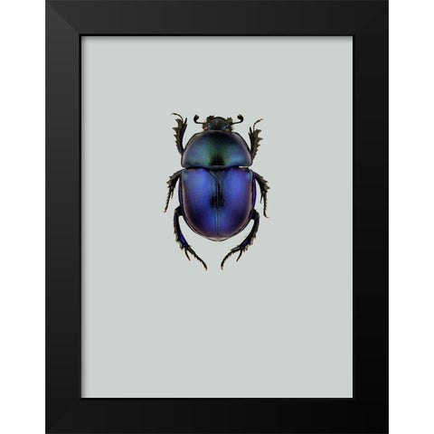 Trypocopris vernalis Black Modern Wood Framed Art Print by Incado