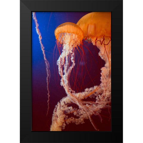 Jelly 3 Black Modern Wood Framed Art Print by PhotoINC Studio