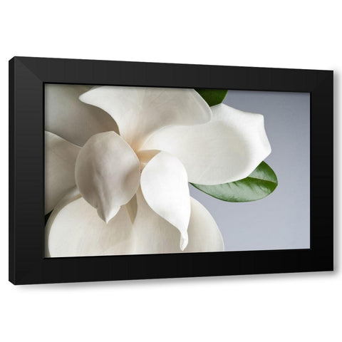 Magnolia Black Modern Wood Framed Art Print with Double Matting by PhotoINC Studio