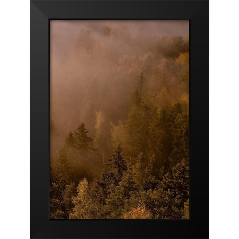 Autumn Forest Black Modern Wood Framed Art Print by PhotoINC Studio