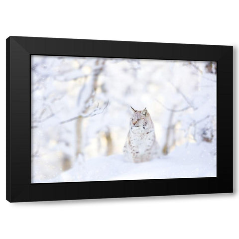 Snow lynx Black Modern Wood Framed Art Print with Double Matting by PhotoINC Studio
