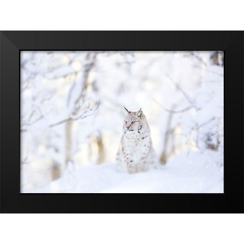 Snow lynx Black Modern Wood Framed Art Print by PhotoINC Studio