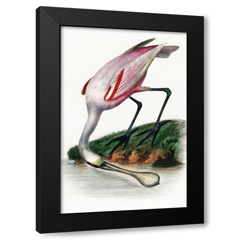 Spoonbill Black Modern Wood Framed Art Print by Incado