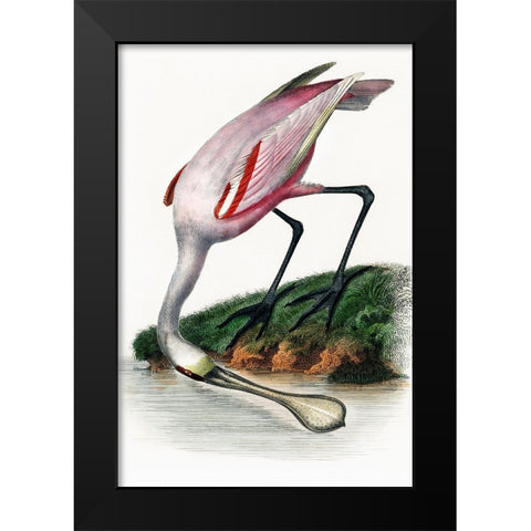 Spoonbill Black Modern Wood Framed Art Print by Incado