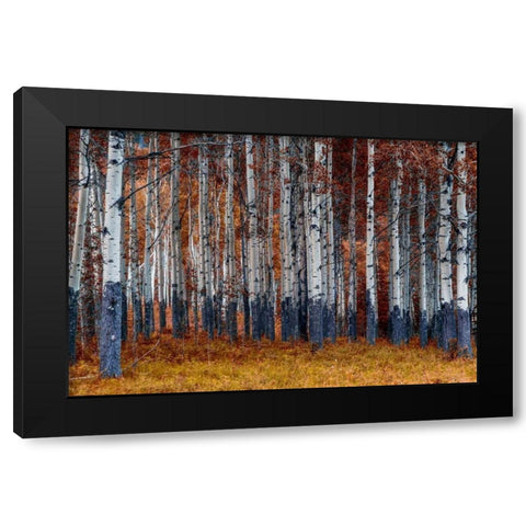 Autumn Forest Black Modern Wood Framed Art Print with Double Matting by Kostka, Vladimir