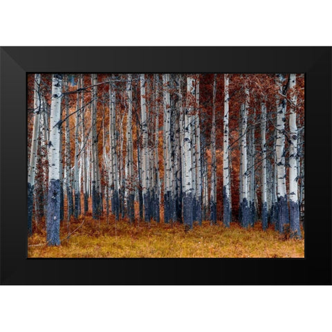 Autumn Forest Black Modern Wood Framed Art Print by Kostka, Vladimir