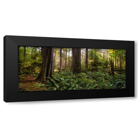 Cathedral Forest Black Modern Wood Framed Art Print with Double Matting by Kostka, Vladimir
