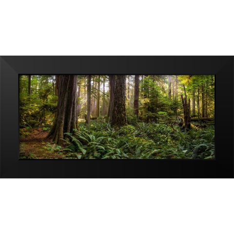 Cathedral Forest Black Modern Wood Framed Art Print by Kostka, Vladimir