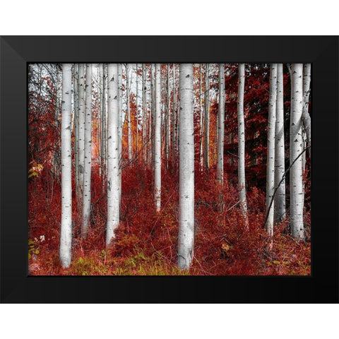 Fall Birches Black Modern Wood Framed Art Print by Kostka, Vladimir