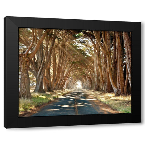 Cypresses Black Modern Wood Framed Art Print with Double Matting by Klug, Alan