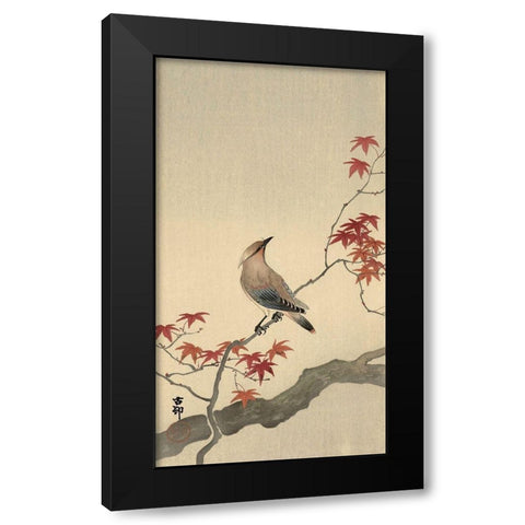 Japanese Waxwing on Maple, 1900-1936 Black Modern Wood Framed Art Print with Double Matting by Koson, Ohara