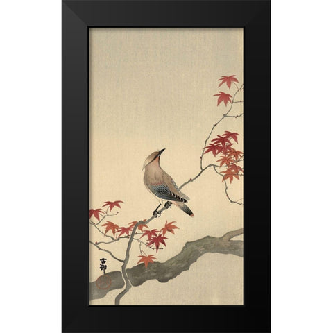 Japanese Waxwing on Maple, 1900-1936 Black Modern Wood Framed Art Print by Koson, Ohara