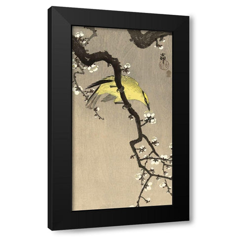 Chinese Wielewaal on Plum Blossom Branch, 1900-1910 Black Modern Wood Framed Art Print by Koson, Ohara