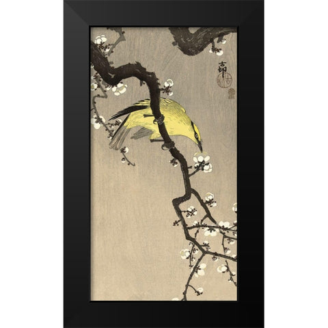 Chinese Wielewaal on Plum Blossom Branch, 1900-1910 Black Modern Wood Framed Art Print by Koson, Ohara