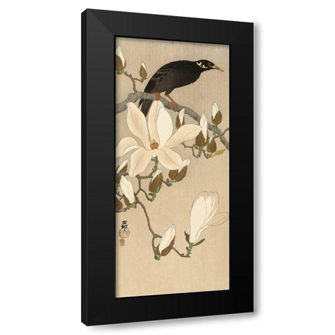 Myna on Magnolia Branch, 1900-1910 Black Modern Wood Framed Art Print with Double Matting by Koson, Ohara