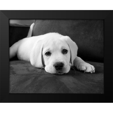 Finn Black Modern Wood Framed Art Print by Levin, Kim