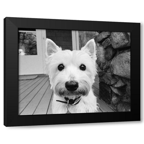 Rosie Black Modern Wood Framed Art Print by Levin, Kim