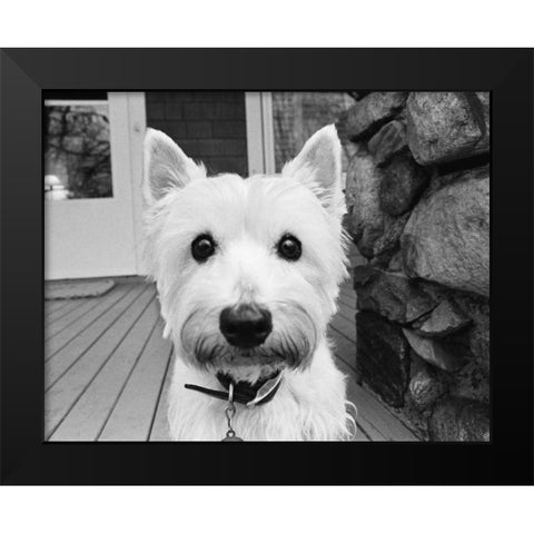 Rosie Black Modern Wood Framed Art Print by Levin, Kim