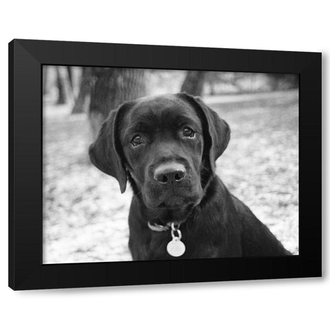 Zoey Black Modern Wood Framed Art Print by Levin, Kim