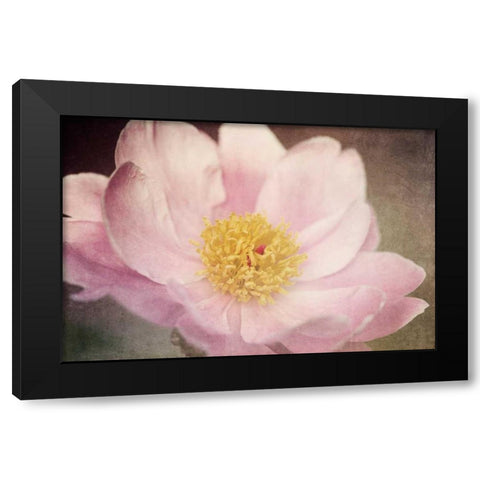Peony in the Park Black Modern Wood Framed Art Print by LeBlanc, Dawn