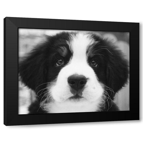 Ben Black Modern Wood Framed Art Print by Levin, Kim