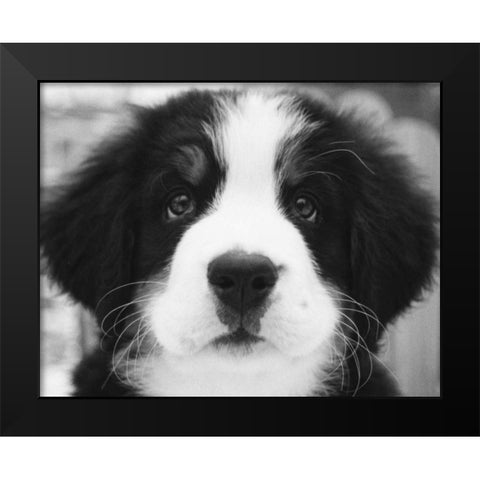 Ben Black Modern Wood Framed Art Print by Levin, Kim