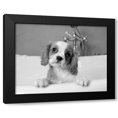 Lulu Black Modern Wood Framed Art Print by Levin, Kim