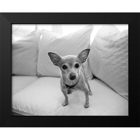 Sweetpea Black Modern Wood Framed Art Print by Levin, Kim