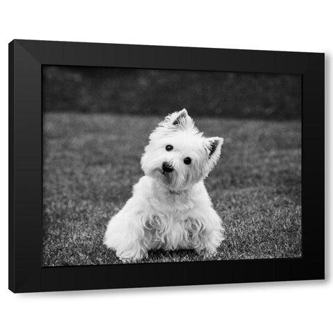 Winnie Black Modern Wood Framed Art Print by Levin, Kim