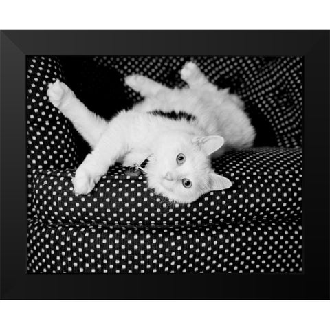 Birdie Black Modern Wood Framed Art Print by Levin, Kim