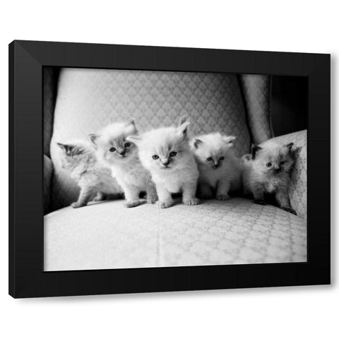 Five Kittens Black Modern Wood Framed Art Print by Levin, Kim