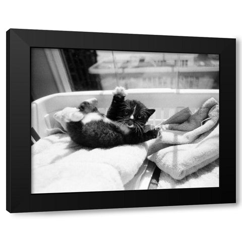 Kitten Laundry Black Modern Wood Framed Art Print by Levin, Kim
